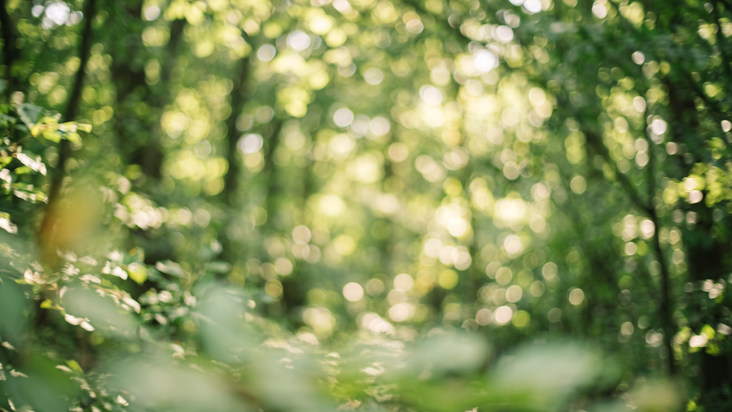 PMA_HG_Wald-01